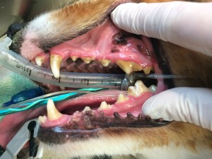 Before Dental Cleaning