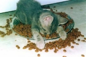 cat_in_food_bowl_small