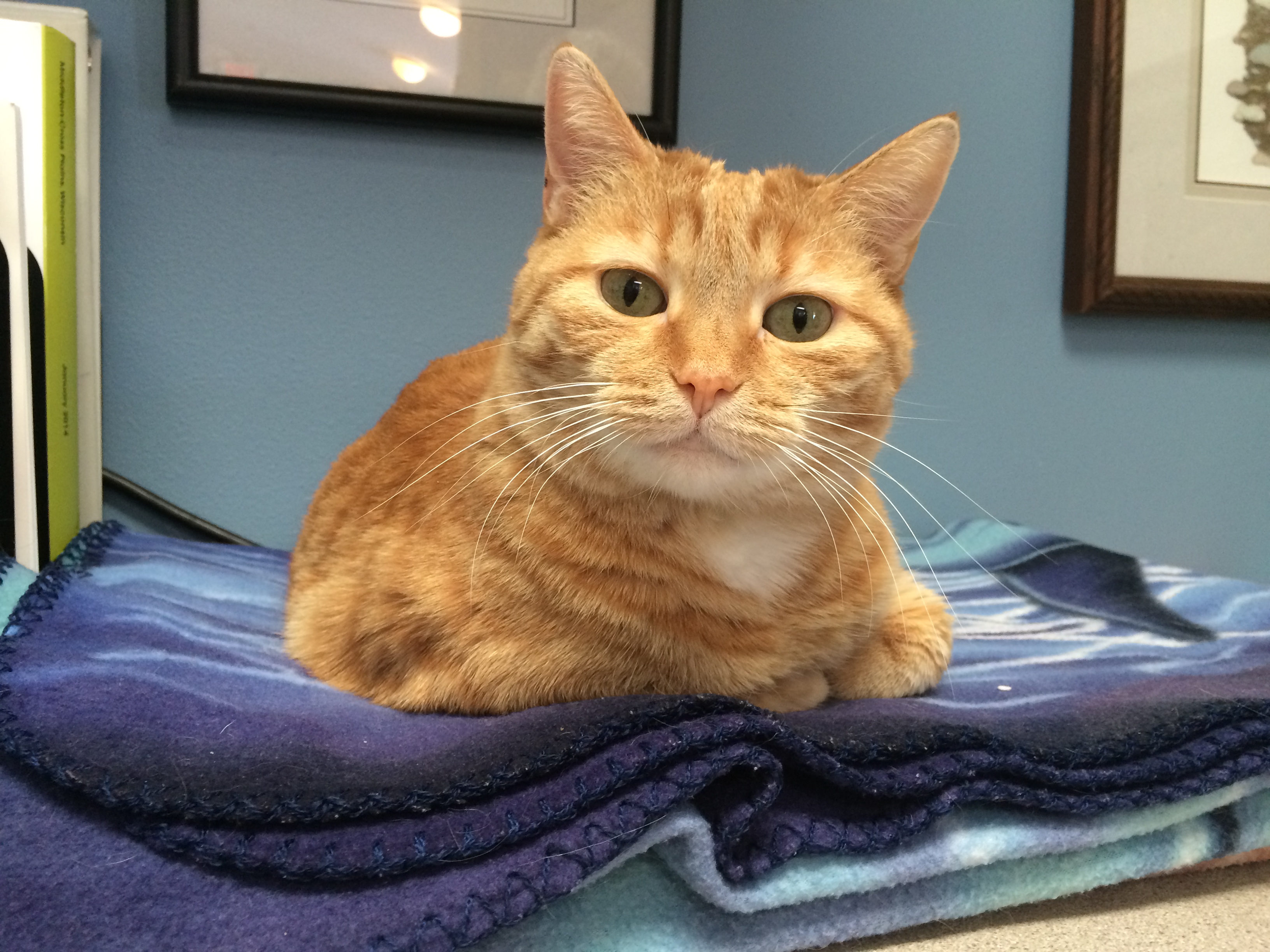 Clinic Cat Savannah-RIP