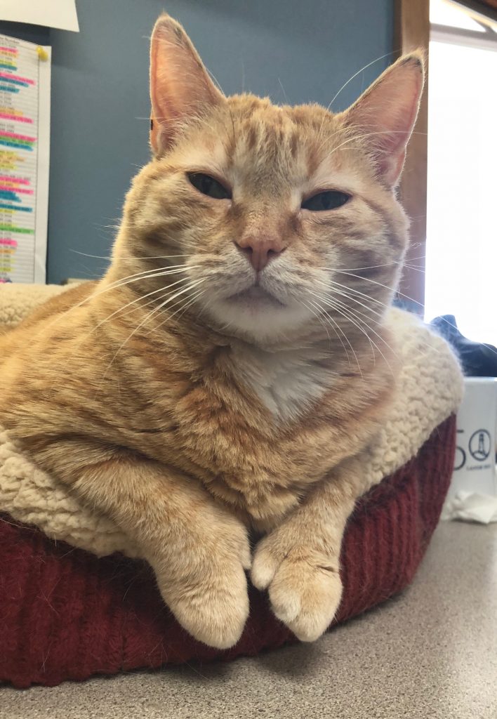 Meet the Team Black Earth Veterinary Clinic